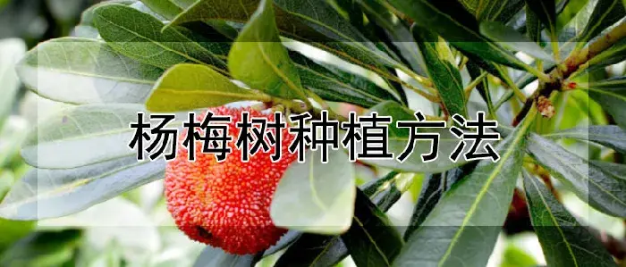 杨梅树种植方法