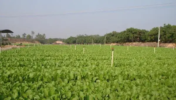 芥菜怎么种 芥菜种植技术