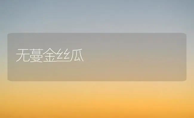 无蔓金丝瓜 | 植物百科
