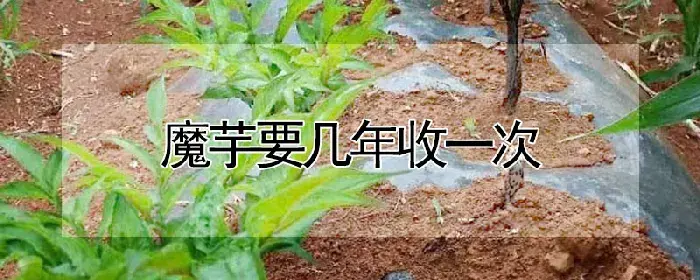 魔芋要几年收一次