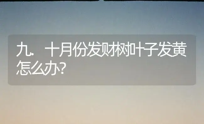 九.十月份发财树叶子发黄怎么办？ | 植物问答