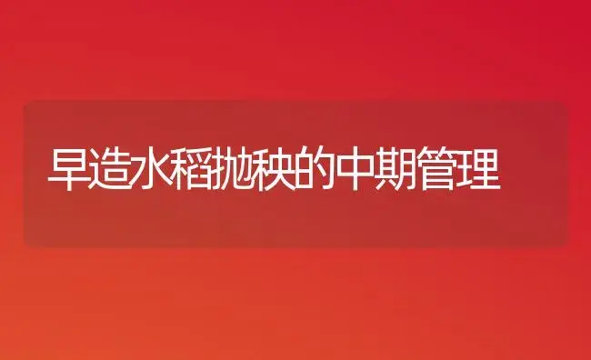 早造水稻抛秧的中期管理 | 植物科普