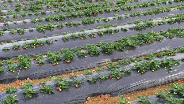 草莓栽培新技术，定植要控制好密度，平时及时排灌浇水