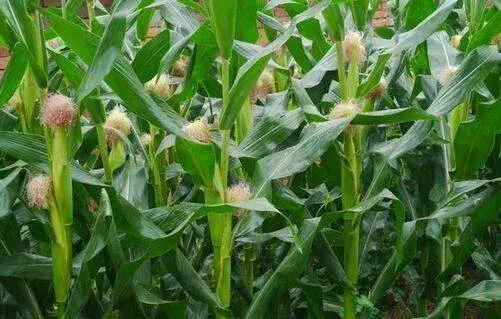 玉米施氮磷钾各有什么作用？