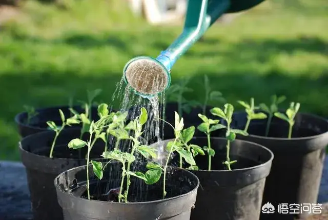 养花需要什么技巧？怎样才能种植一盆好的盆栽？