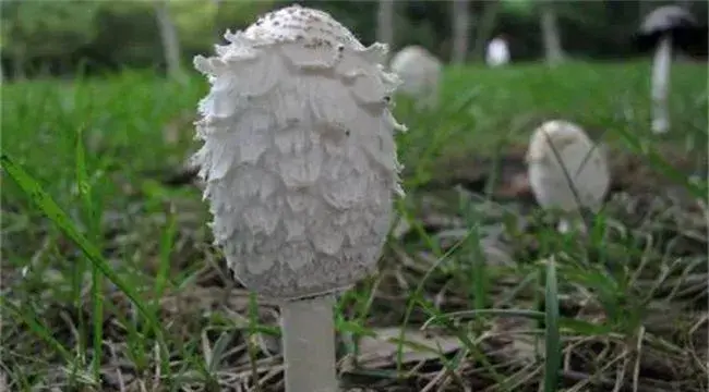 鸡腿菇栽培注意事项