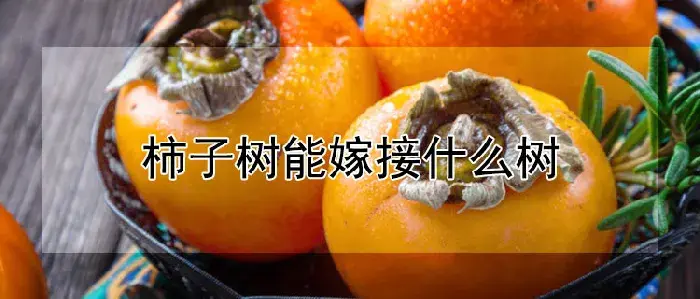 柿子树能嫁接什么树