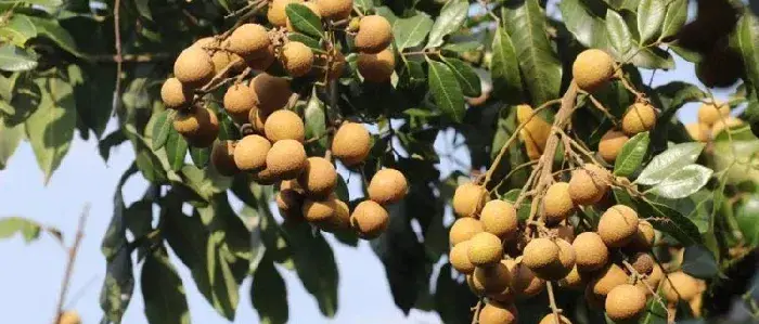 龙眼种植条件