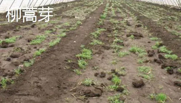 大棚野菜种植前景怎么样 哪些野菜适合大棚种植