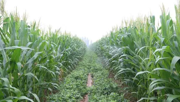 农大488玉米种介绍，红轴粒深且脱水快，稀植大穗密植高产