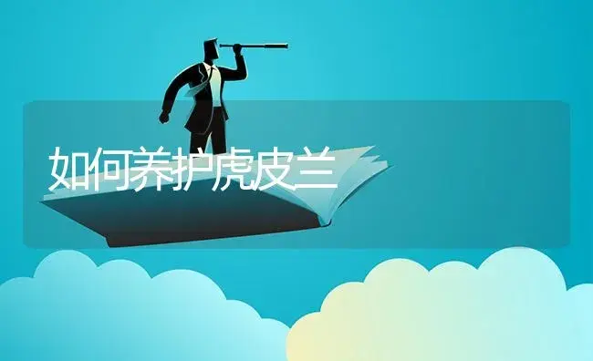 如何养护虎皮兰 | 植物知识