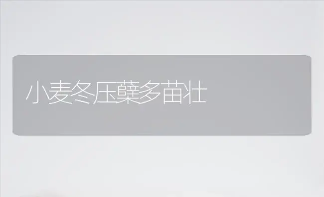 竹芋出圃后管理技巧 | 植物科普