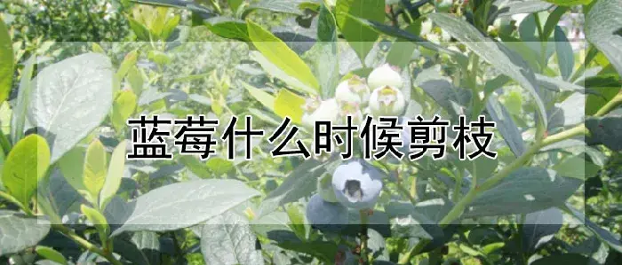 蓝莓什么时候剪枝