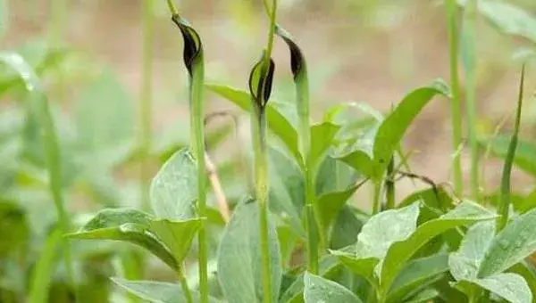 2018种半夏赚钱吗？半夏种植的利润与投资成本及前景预测