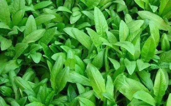 10月蔬菜种植指南，10月主要农事有哪些？