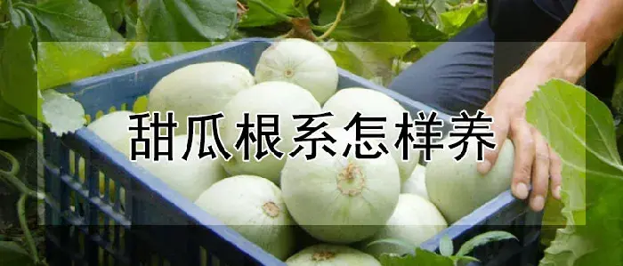 甜瓜根系怎样养