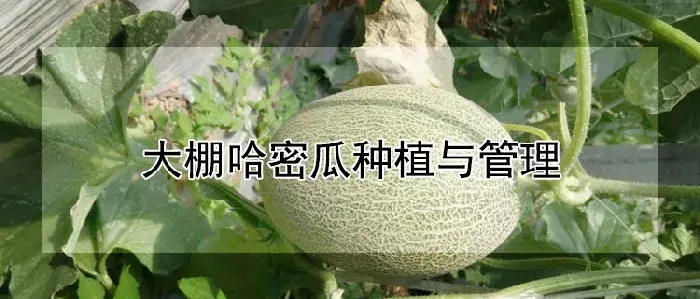 大棚哈密瓜种植与管理