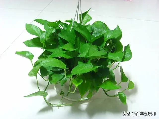 菊花茶的水能浇绿萝吗？