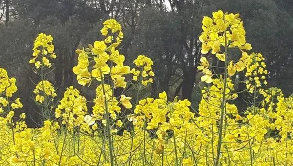 2018种油菜赚钱吗？油菜种植的利润与投资成本及前景预测