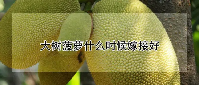 大树菠萝什么时候嫁接好