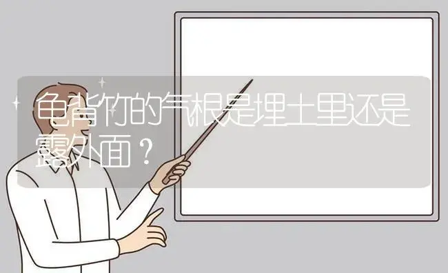 龟背竹的气根是埋土里还是露外面？ | 植物问答