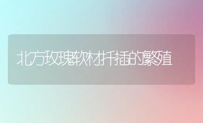 北方玫瑰软材扦插的繁殖 | 植物知识