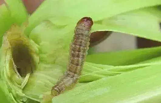 玉米螟虫的发生规律及防治方法