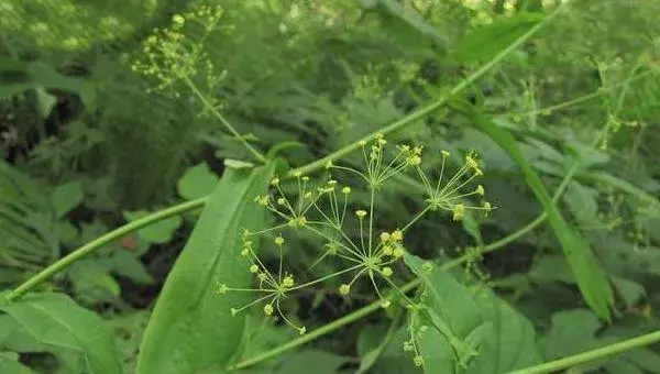 2018种柴胡赚钱吗？柴胡种植的利润与投资成本及前景预测