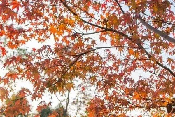 种植什么树木前景好？观赏型加工型经济效益型