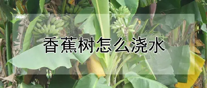 香蕉树怎么浇水