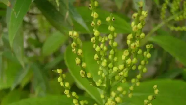 金粟兰怎么种 金粟兰种植方法与注意事项