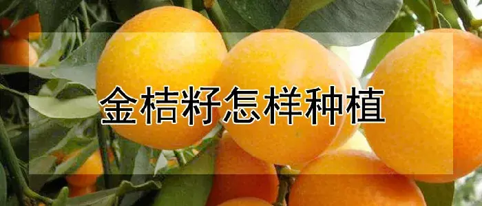 金桔籽怎样种植