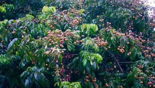 2018种龙眼赚钱吗？龙眼种植的利润与投资成本及前景预测