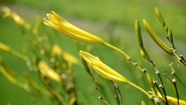 黄花菜采摘后怎么管理 黄花菜下雨天怎么处理