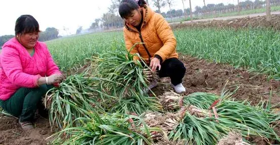 2017种蒜苗赚钱吗？2017种蒜苗前景及市场价格行情分析