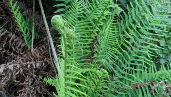 2018种蕨菜赚钱吗？蕨菜种植的利润与投资成本及前景预测