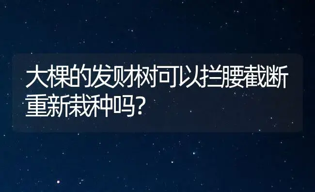 大棵的发财树可以拦腰截断重新栽种吗？ | 植物问答