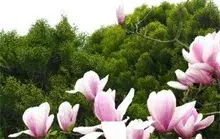 街头奇景玉兰花夏日开