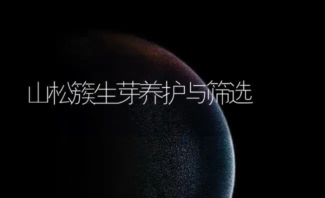 山松簇生芽养护与筛选 | 植物知识