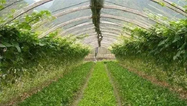 谷雨节气前后有哪些农事活动