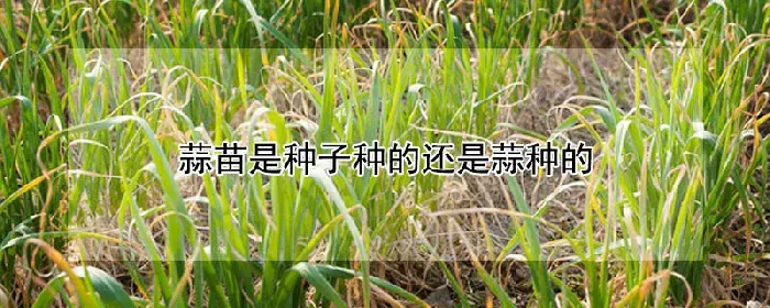 蒜苗是种子种的还是蒜种的