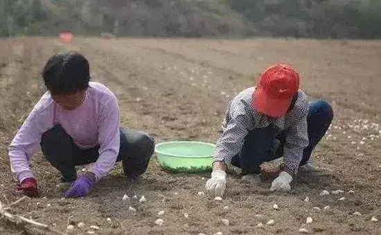 秋播大蒜几月份开始播种？全国不同省份秋播大蒜时间介绍