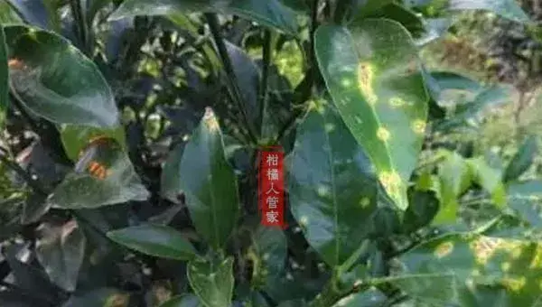 12个月沃柑种植技术与管理方法全集