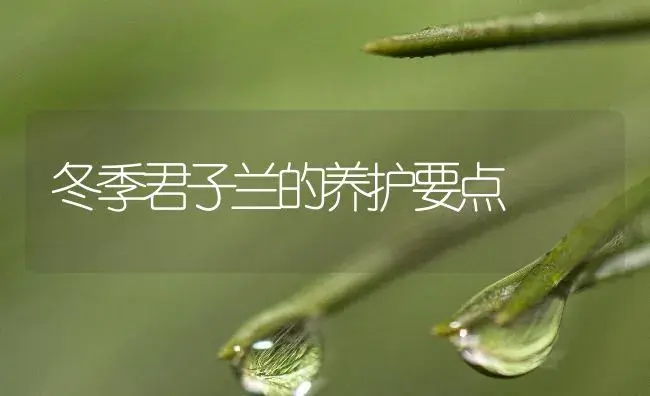 冬季君子兰的养护要点 | 植物知识