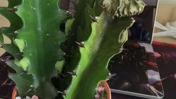 龙骨花的养殖方法几月份剪枝