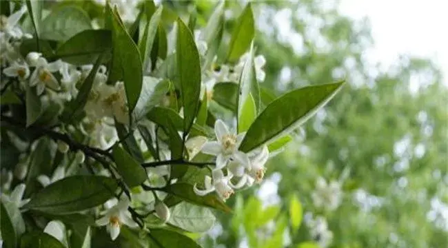 柚子雨后花期管理