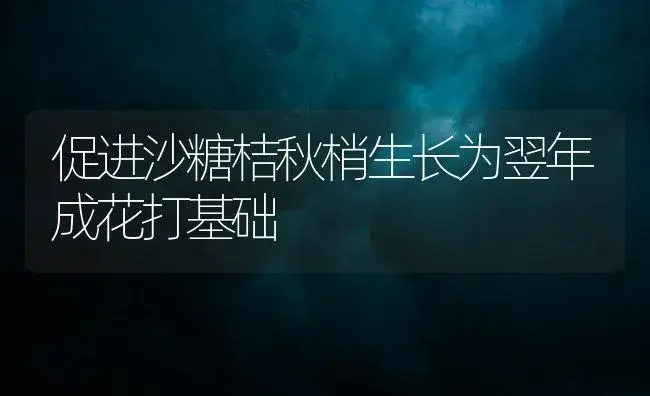 促进沙糖桔秋梢生长为翌年成花打基础 | 植物百科