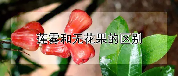 莲雾和无花果的区别