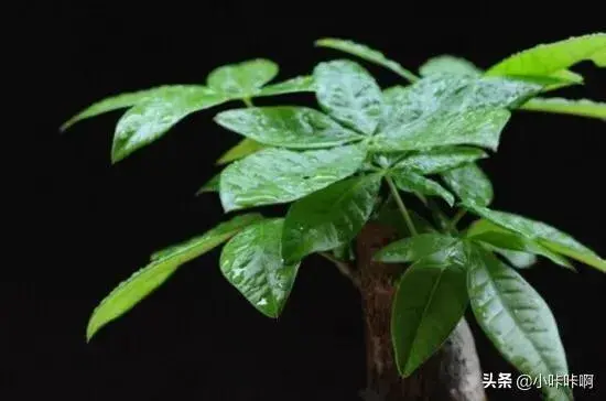 卧室放什么植物加湿？