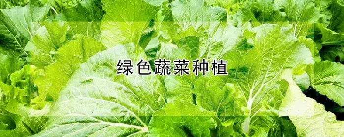 绿色蔬菜种植